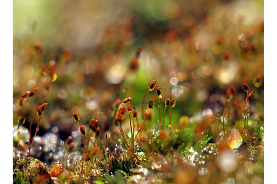 Юпитер 8 f2/50mm для Fujifilm FX