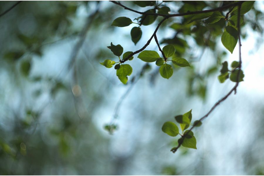 Гелиос 44М-6 2/58 для Canon EOS (1996)