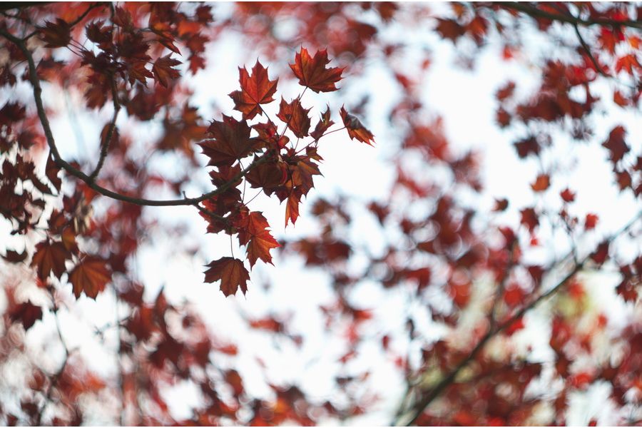 Гелиос 44М-6 2/58 для Canon EOS (1996)