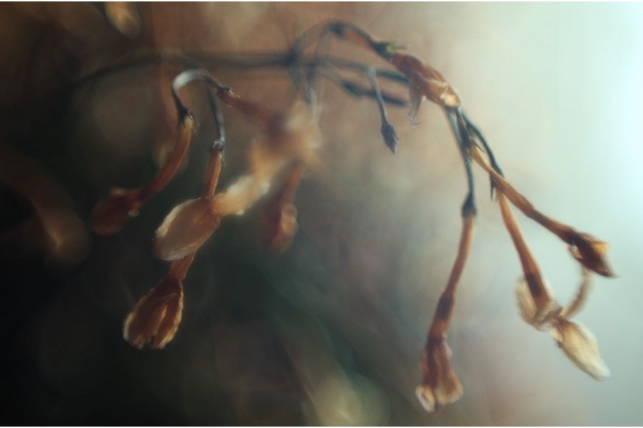 Гелиос 44М-6 2/58 для Canon EOS (1996)