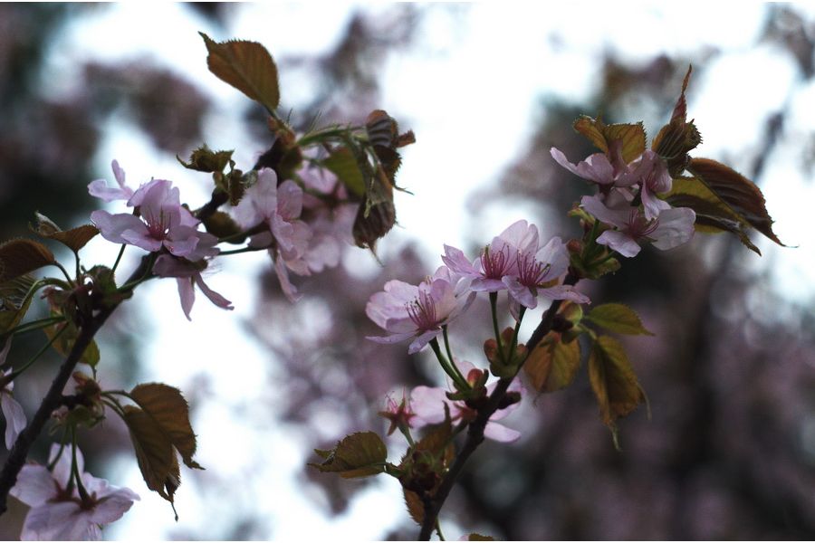 Гелиос 44М-6 2/58 для Canon EOS (1996)