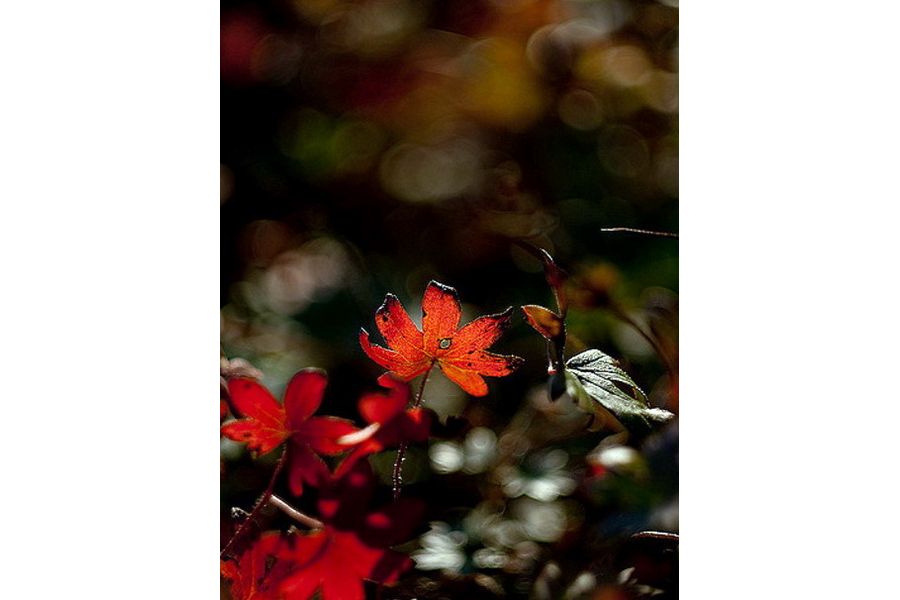 Гелиос 44М-6 2/58 для Canon EOS (1996)