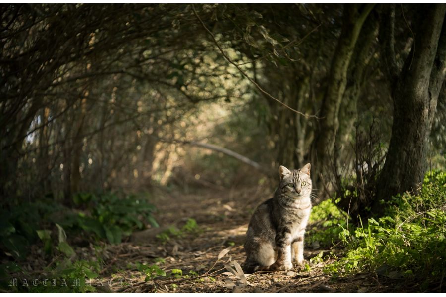 Индустар-50-2 3.5/50 для Canon EOS