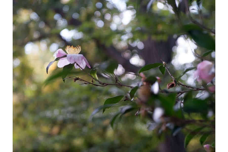 Индустар-50-2 3.5/50 для Canon EOS