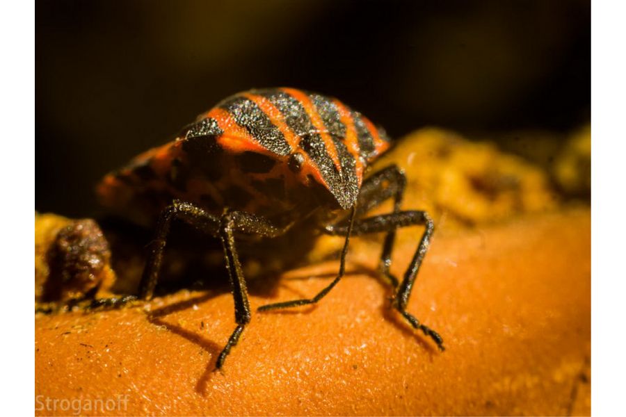 Зенитар-М 1.7/50 (СССР, 1985) для Canon EOS