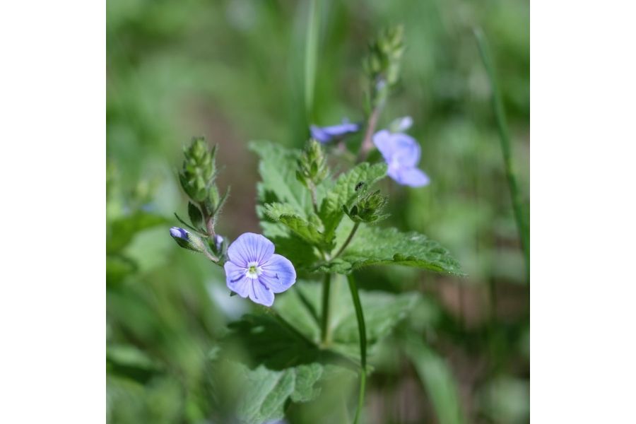 Зенитар-М 1.7/50 (СССР, 1985) для Canon EOS