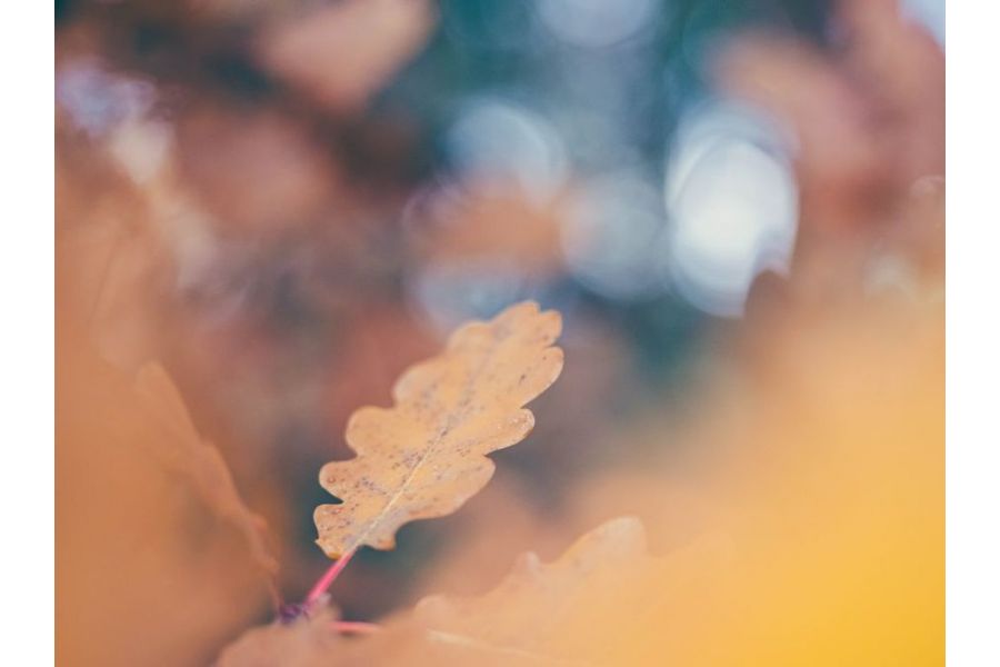 Супер макро Индустар-61Л/З 2.8/50 для Canon EOS