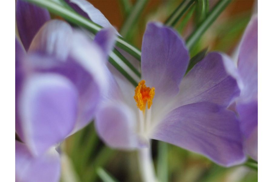 Супер макро Индустар-61Л/З 2.8/50 для Canon EOS