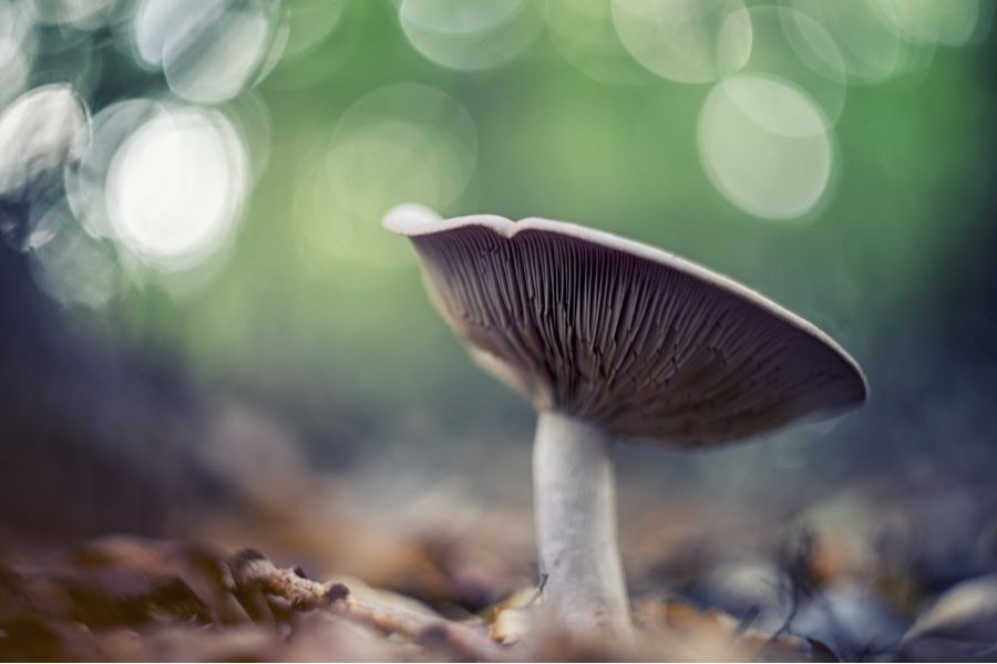 Гелиос-44М f2/58mm для Sony E (СССР, 1983г.)