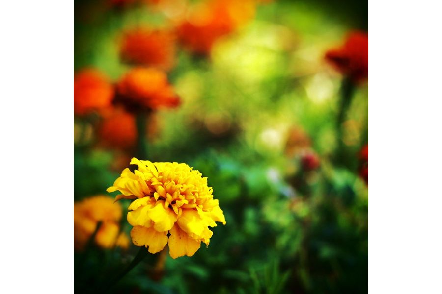 Зенитар М2s 2/50мм для Canon EOS