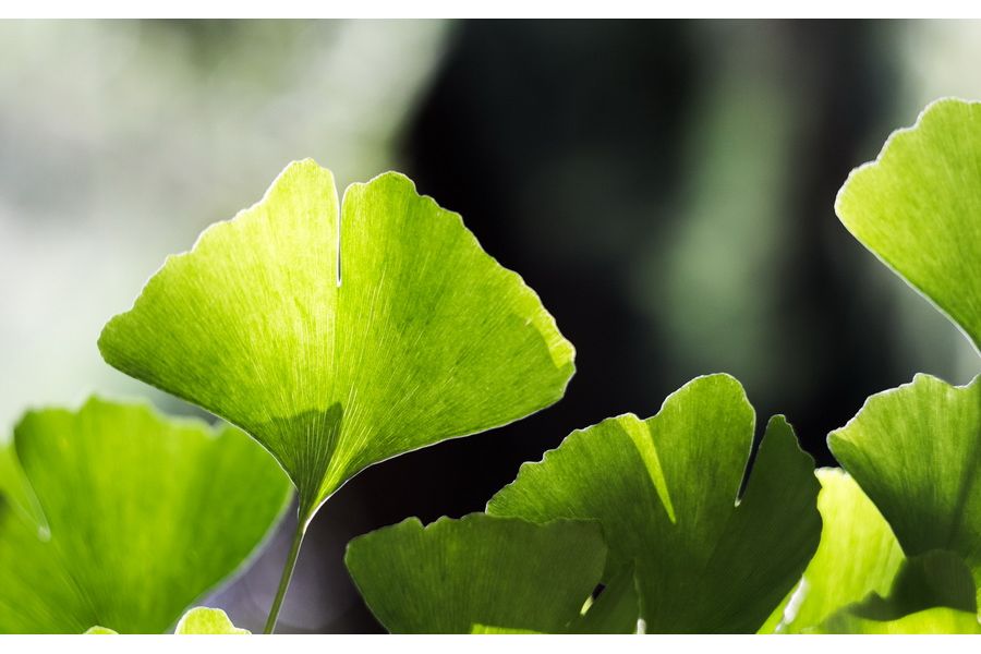 Helios-44M-4 2/58 for Canon EOS (1988г. в. б/у)