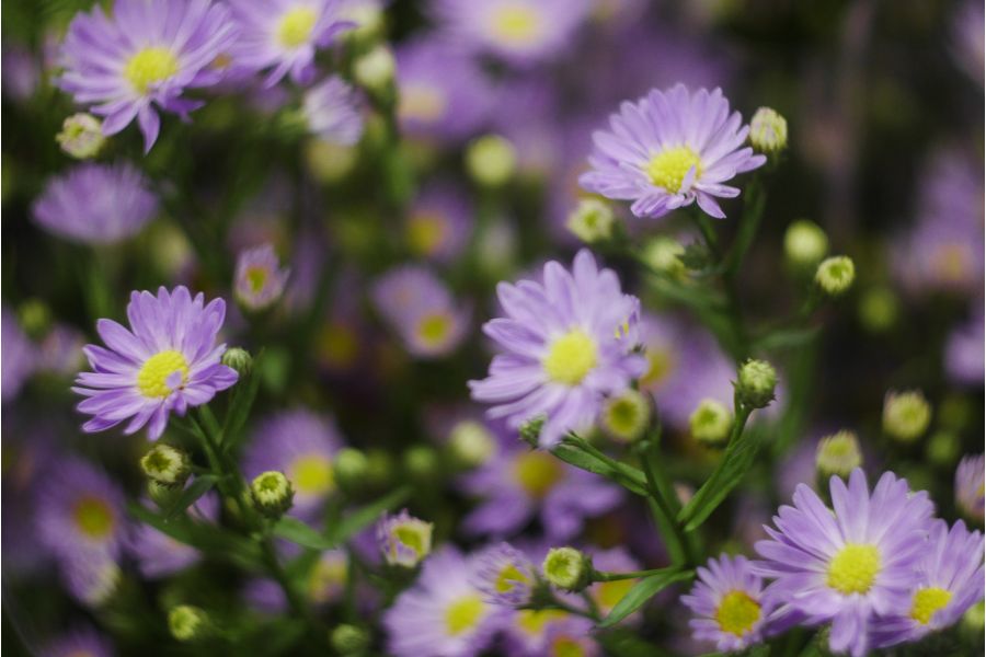 Гелиос 44М-4 f2 58mm для Nikon (с бесконечностью)