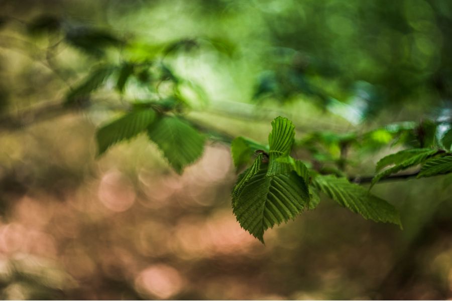 Гелиос 44М-4 f2 58mm для Nikon (с бесконечностью)