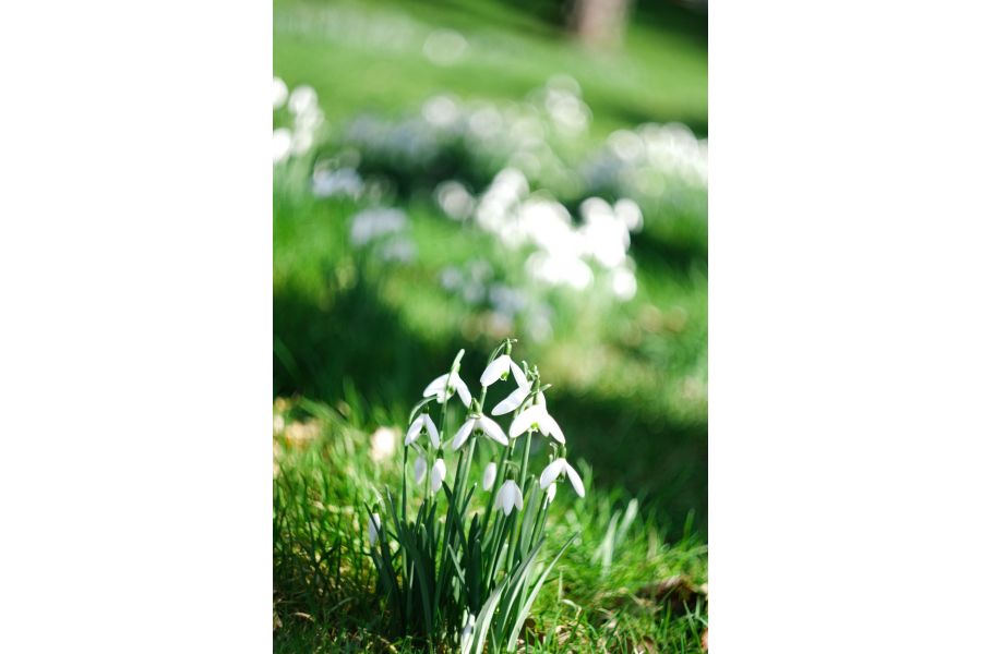 Гелиос 44М-4 f2 58mm для Nikon (с бесконечностью)