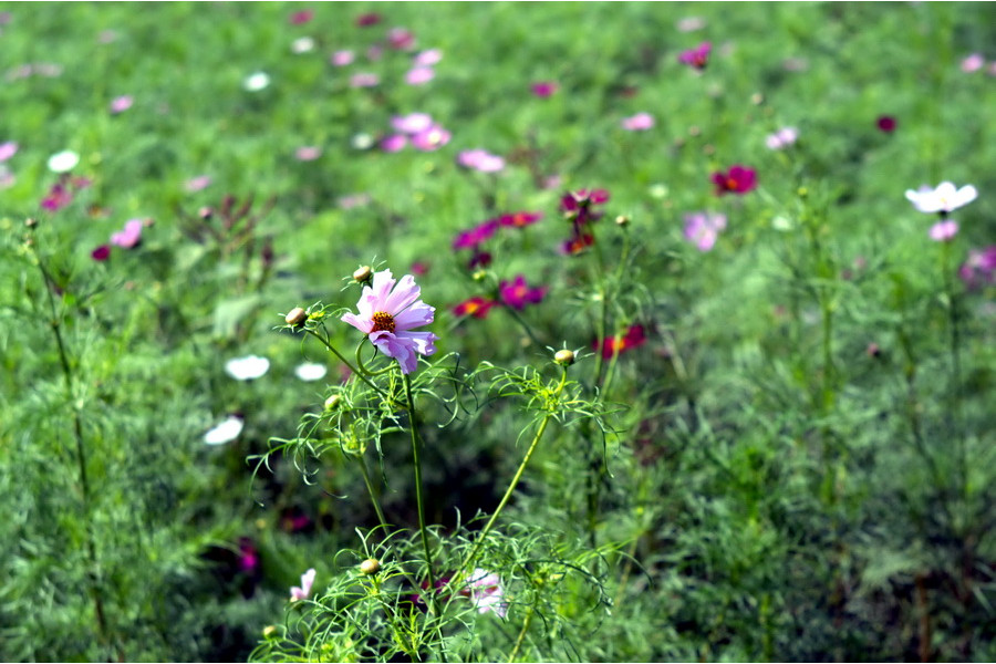 Индустар-61Л/Д f2.8/55mm для Sony Nex