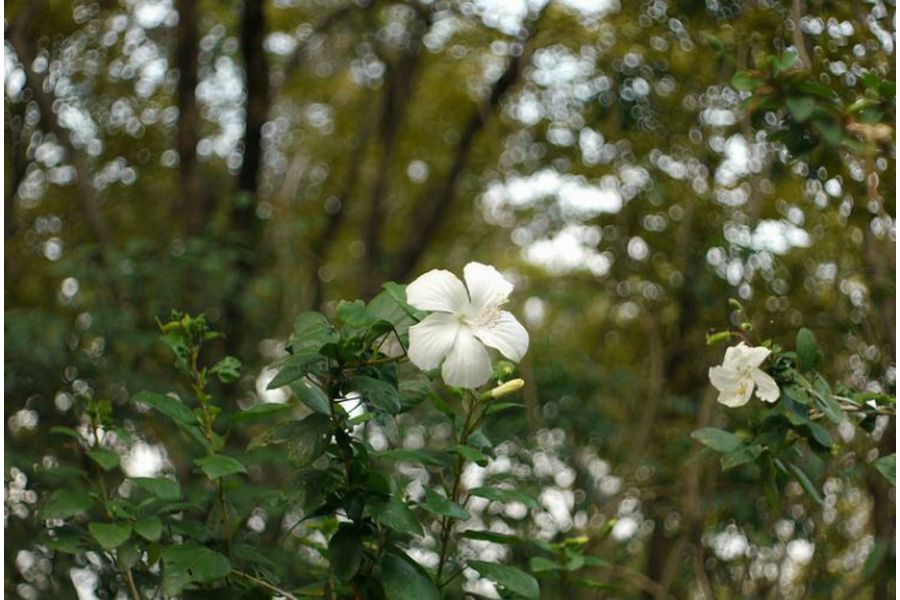 Ширик Мир-1В 2.8/37 для Canon EOS