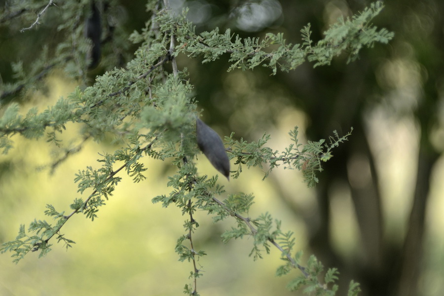 Новый Гелиос 44М-4 f2/58mm для Nikon