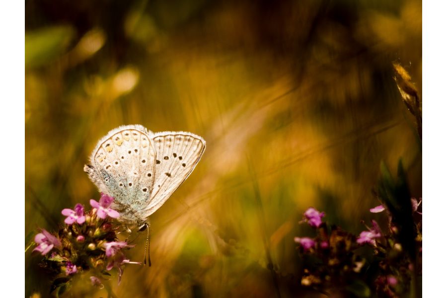 Юпитер 37А f3.5/135 для Canon EOS