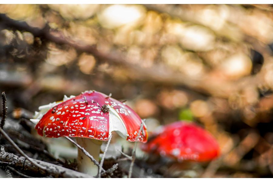 Юпитер 37А f3.5/135 для Canon EOS