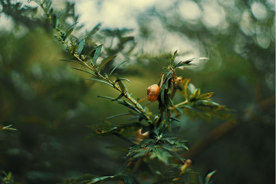 Helios-44 f2/58mm (зебра) для Nikon