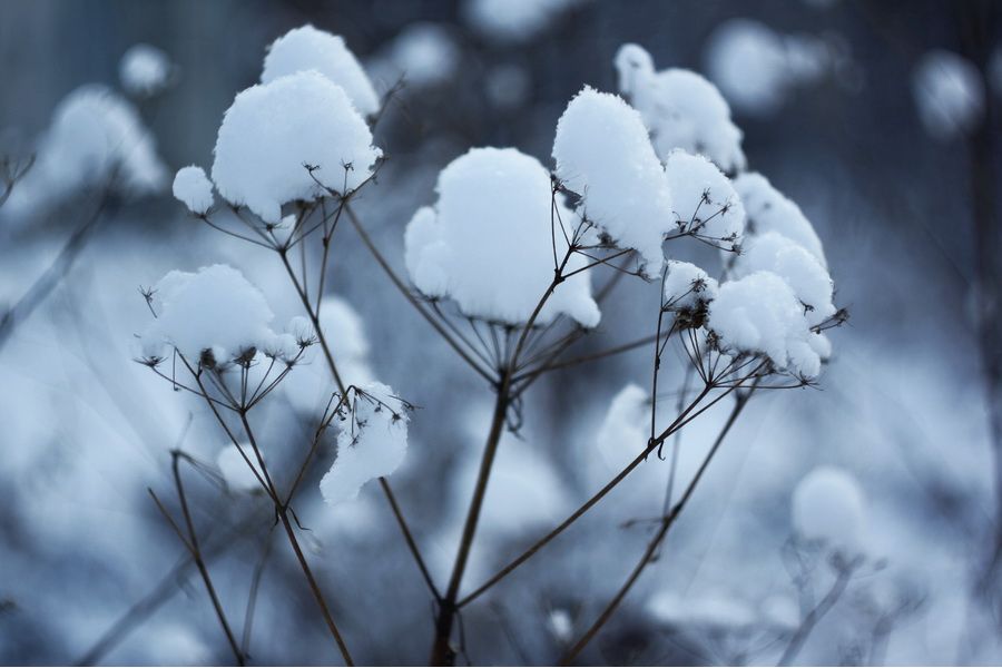 Helios-44M 2/58 для Canon EOS