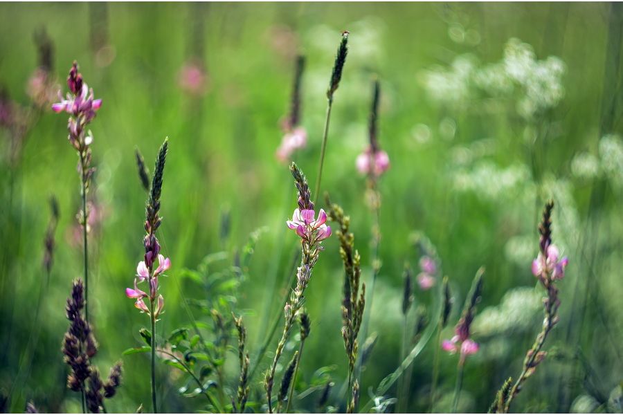 MC Гелиос-44М-5 2/58 для Sony Nex / (Sony E)