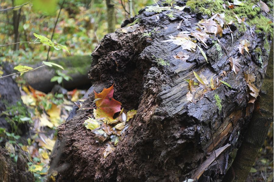 Tessar f2.8/50mm Carl Zeiss Jena для Canon EOS