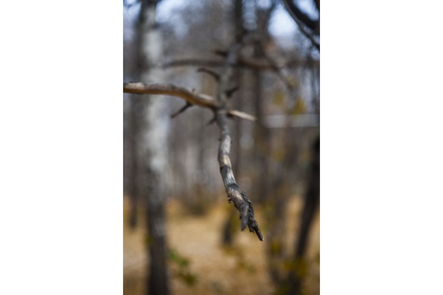 Tessar f2.8/50mm Carl Zeiss Jena для Canon EOS