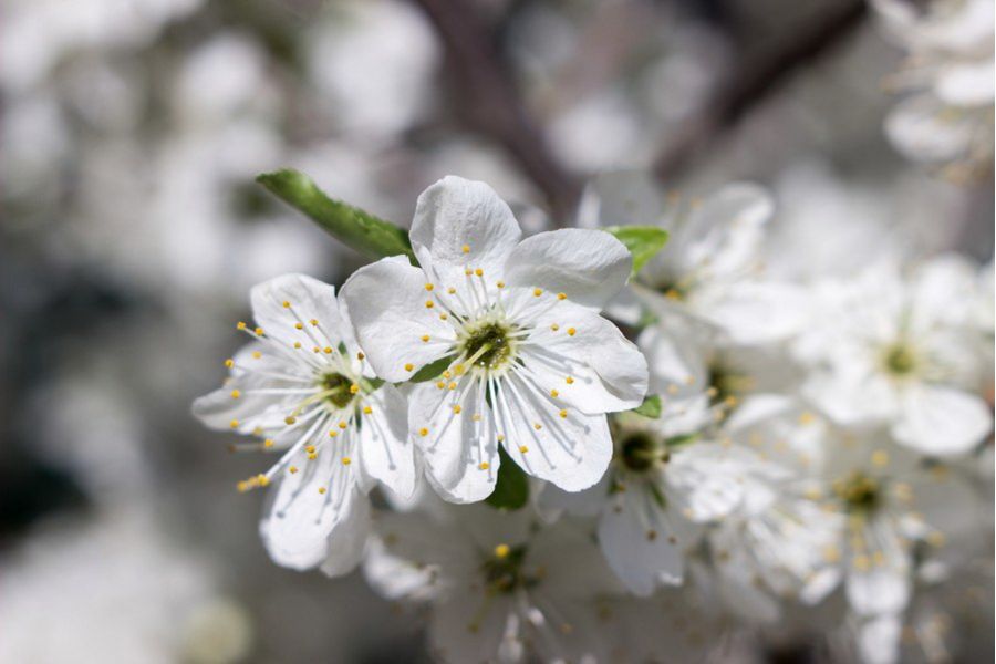 Индустар-61Л/Д 2,8/53 для Fujifilm