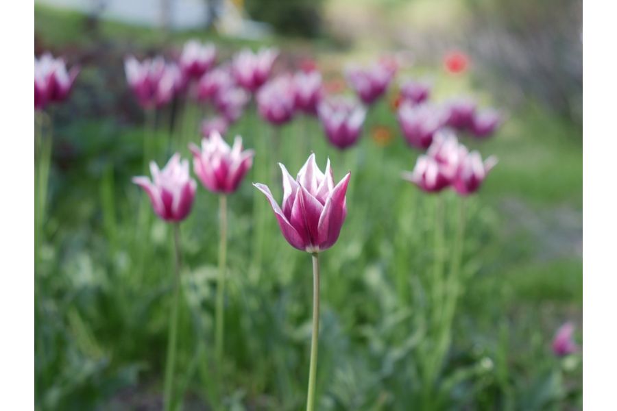 Индустар-61Л/Д 2,8/53 для Fujifilm