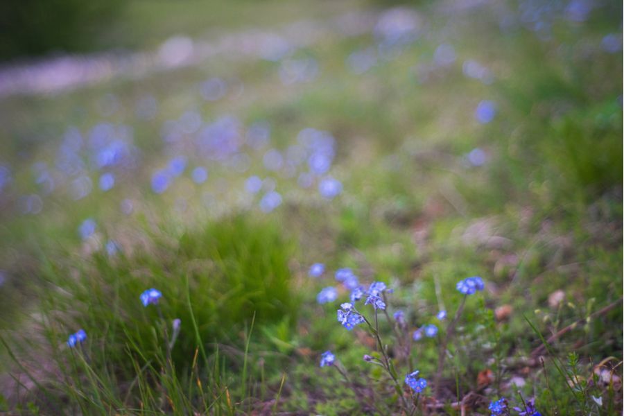 Юпитер-8М 2/50 Contax RF / Киев (СССР, 1971г.)