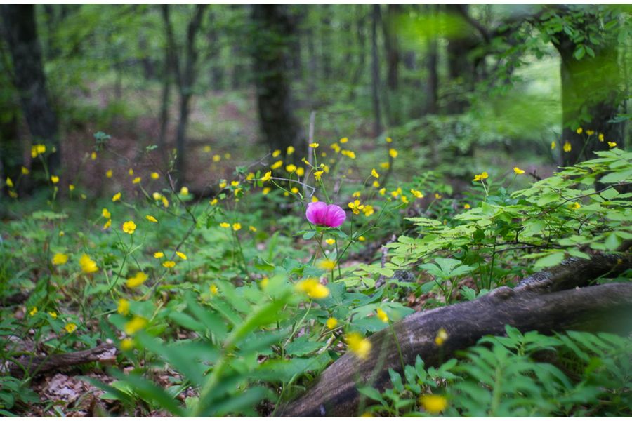 Юпитер-8М 2/50 Contax RF / Киев (СССР, 1971г.)