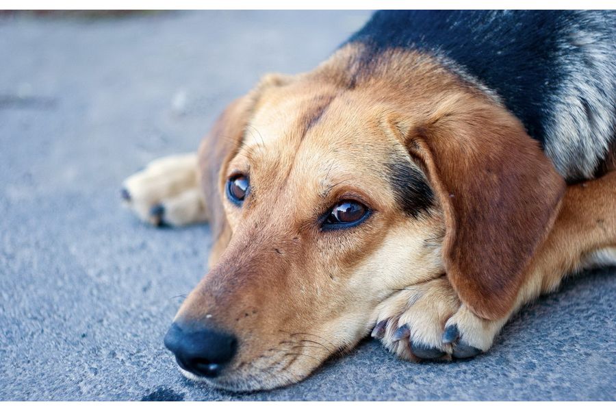 Светосильный объектив Гелиос-81 2/50 Автомат