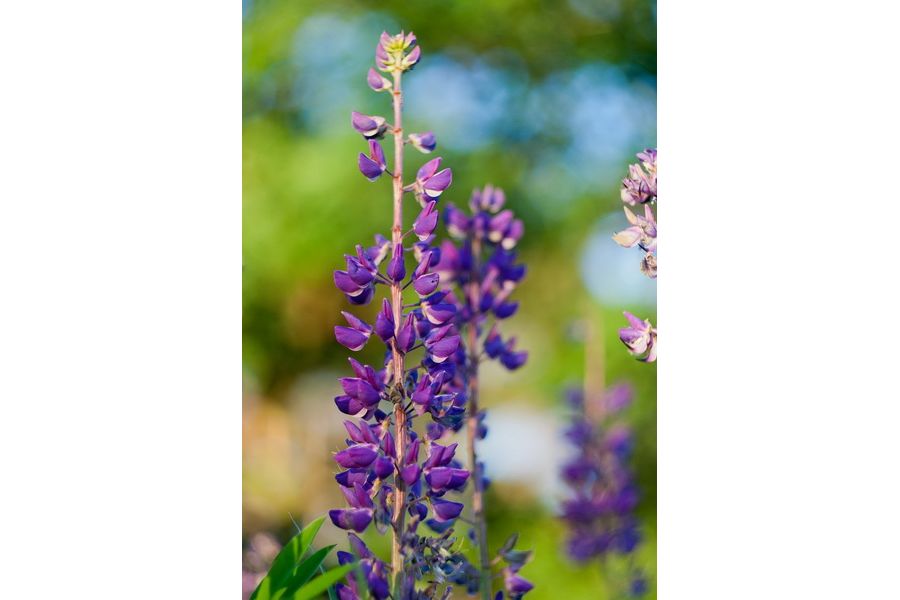 Светосильный объектив Гелиос-81 2/50 Автомат