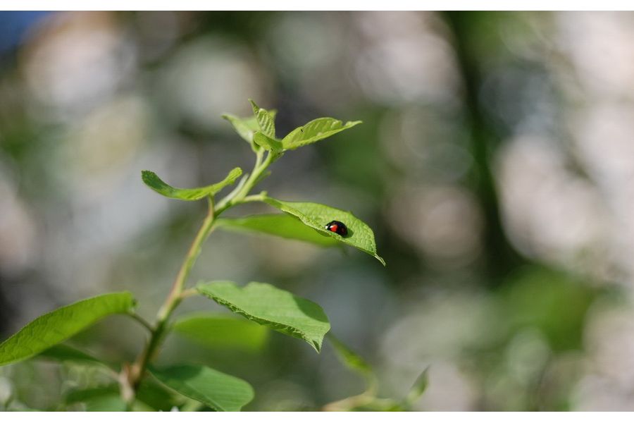Светосильный объектив Гелиос-81 2/50 Автомат