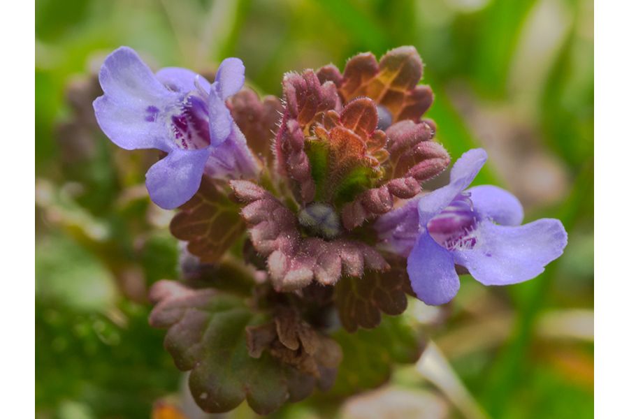 Мануальный объектив Вега-11УР 2.8/50 (АОМЗ)