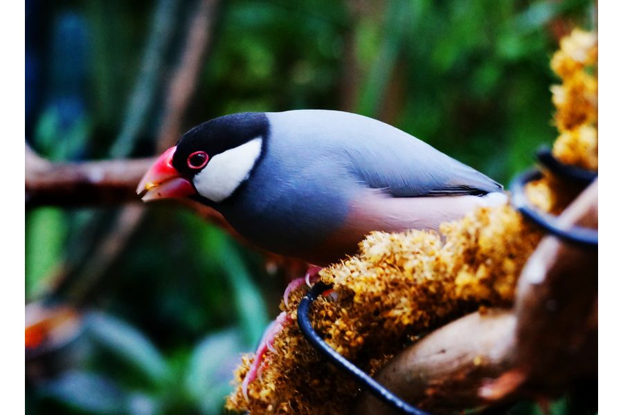 Sony 16-50mm f/3.5-5.6 (SELP1650) black 