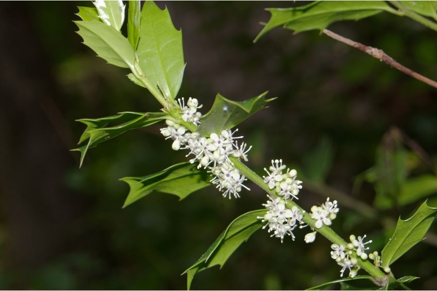 Объектив Pentax-F Zoom 28-80mm f/3.5-4.5