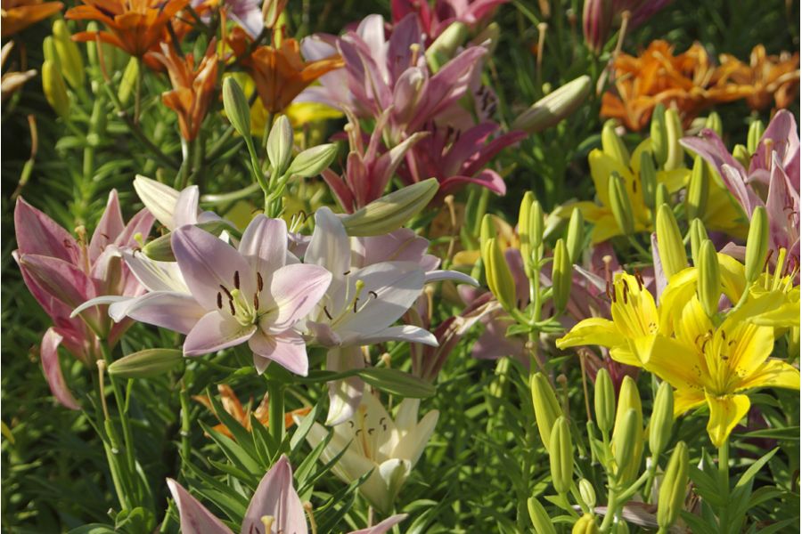 Объектив Pentax-F Zoom 28-80mm f/3.5-4.5