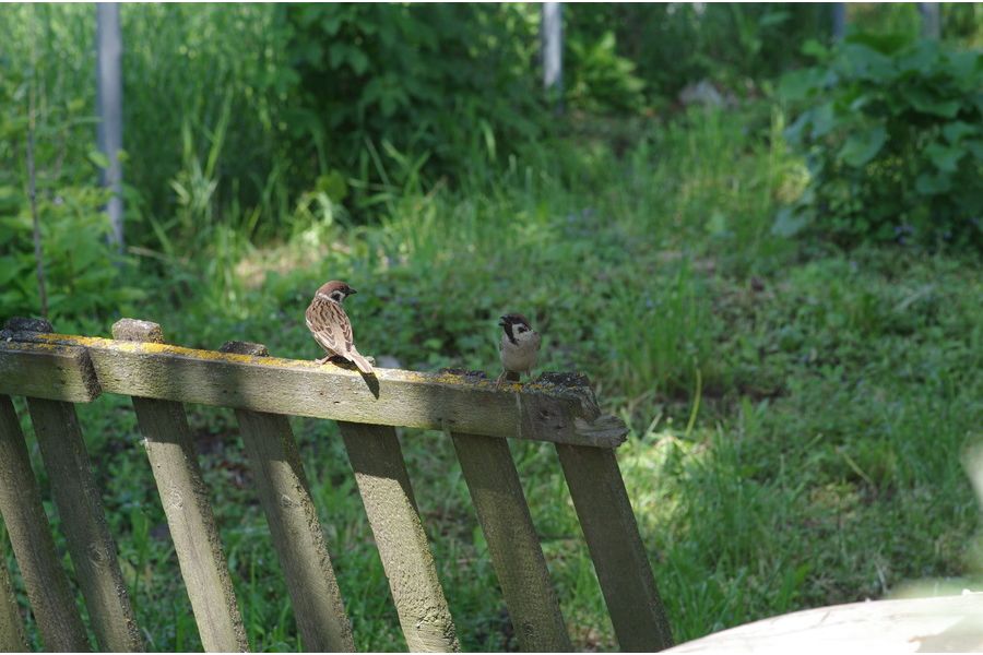 Объектив Pentax SMC D FA 2.8/100mm Macro