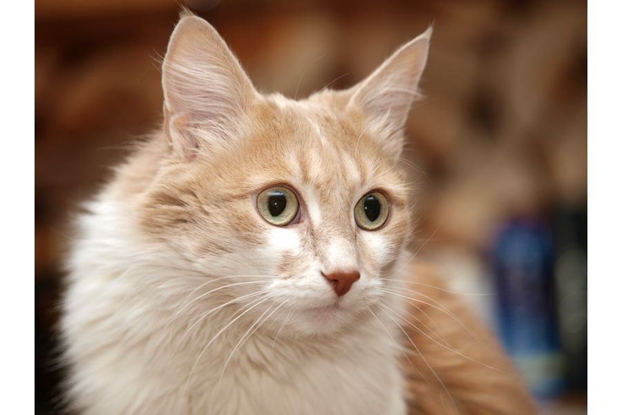 Объектив Olympus Zuiko Digital ED 50-200mm f/2.8-3.5 ED