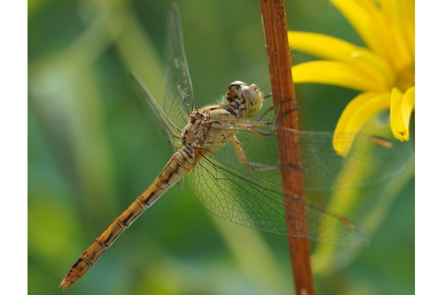 Olympus M.Zuiko Digital 60mm f/2.8 ED Macro MSC в упаковке