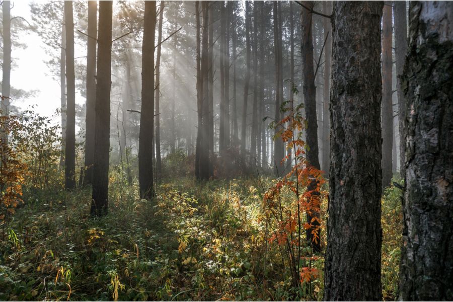 Sony 2.8/16mm SEL16F28 (Thailand, 2016)