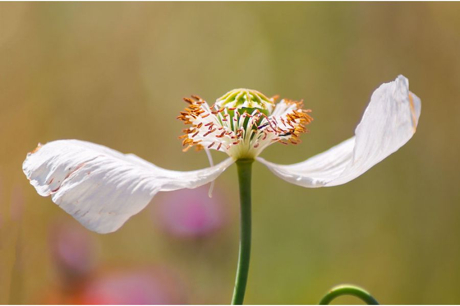 Sony 70-300mm f/4.5-5.6G SSM (SAL-70300G) в упаковке