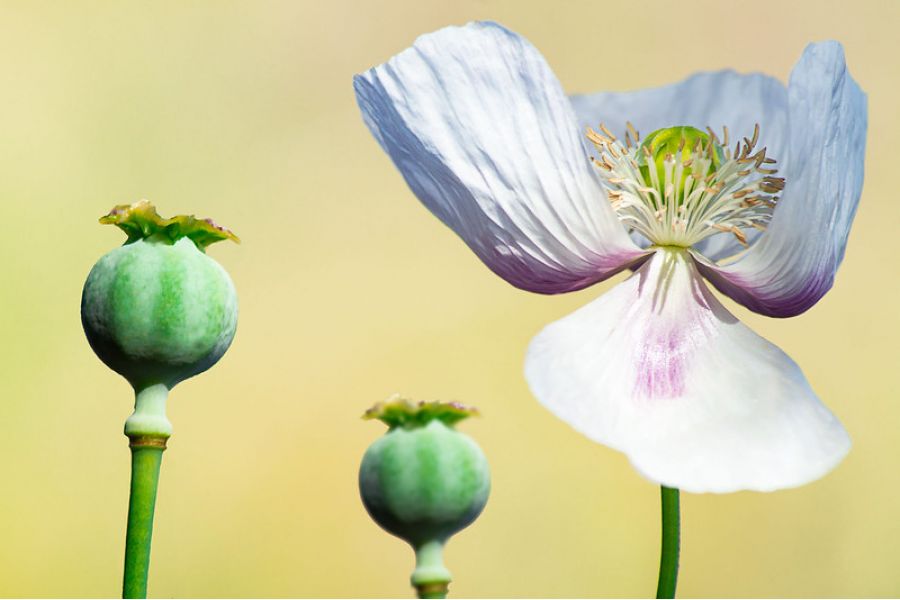 Sony 70-300mm f/4.5-5.6G SSM (SAL-70300G) в упаковке