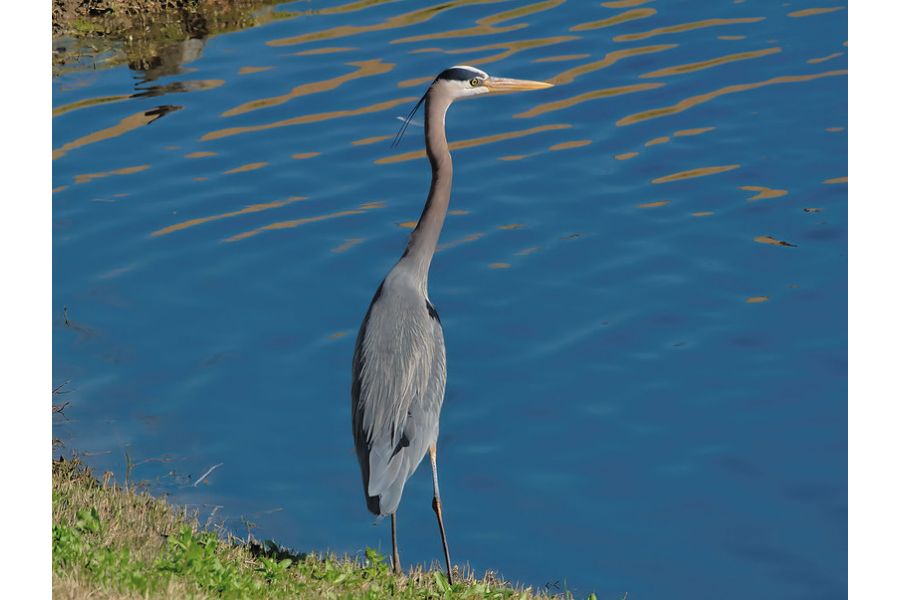 Olympus M.Zuiko Digital 75-300mm f/4.8-6.7 ED II MSC в упаковке