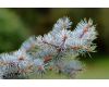 Nikon 105mm f/2.5 Nikkor переделка под М42