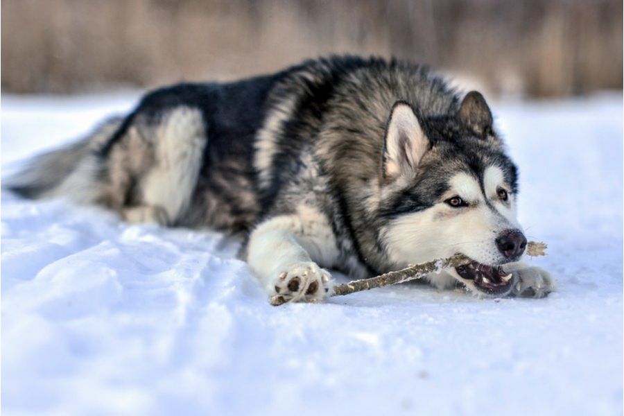 Советский объектив Юпитер-9 Автомат 2/85