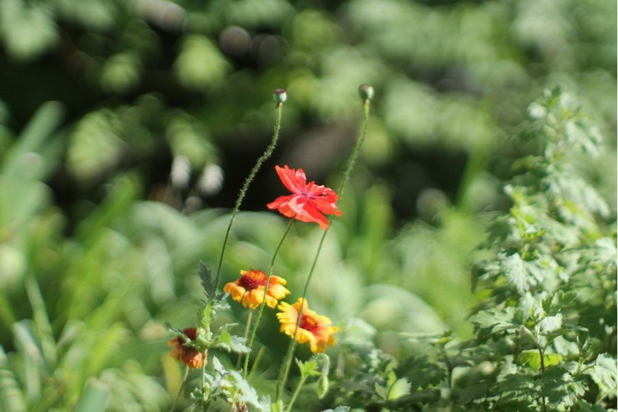 Советский объектив Юпитер-9 Автомат 2/85