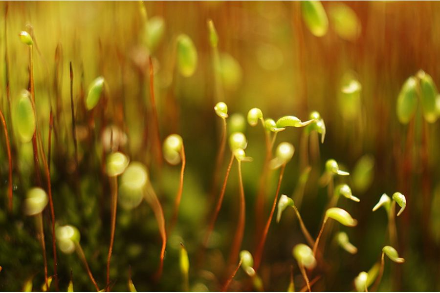 Вега-11У 2,8/50 пятилинзовый анастигмат (1979г.)